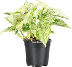 Thorsen's Greenhouse Marble Queen Pothos, Live Indoor Plant, Easy to Grow, Rare Variegated Houseplant, Natural Air Purifier, 4-inch Diameter Pot (Nursery Pot)