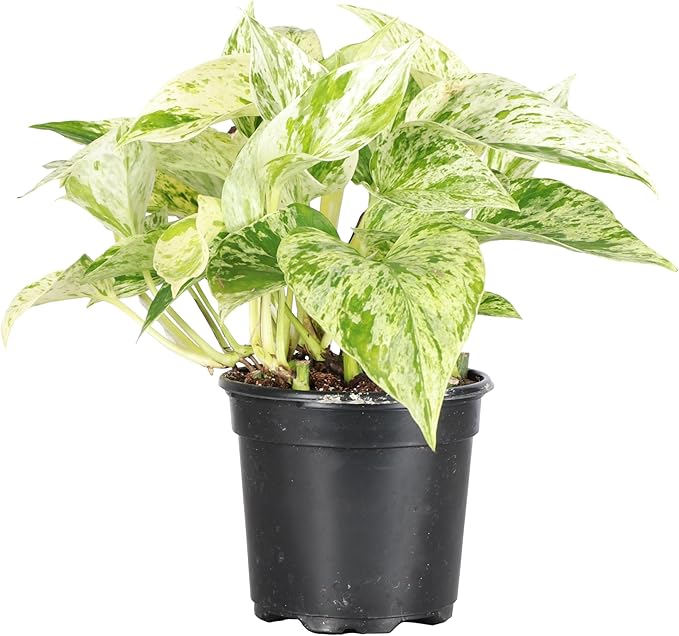 Thorsen's Greenhouse Marble Queen Pothos, Live Indoor Plant, Easy to Grow, Rare Variegated Houseplant, Natural Air Purifier, 4-inch Diameter Pot (Nursery Pot)