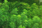 Marcus Fish Tanks - 3X Green Cabomba Caroliniana Live Aquarium Plants for Aquatic Freshwater Fish Tank