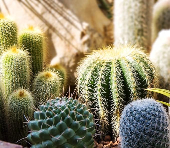 Cactus Mix Cacti About 50 Seeds for Planting Succulents Plant Group Cactaceae