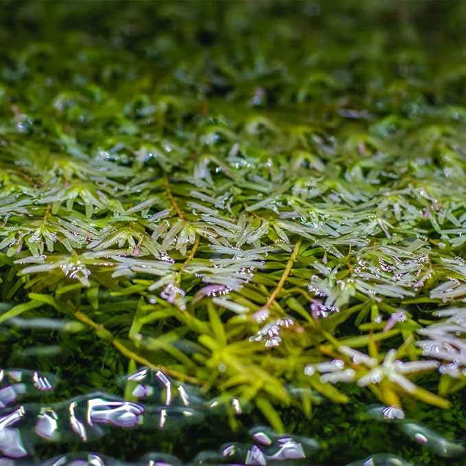 SubstrateSource Live Plant - Rotala Coin Leaf Tissue Culture Aquatic Live Aquarium Plant - 100% Snail Free in Vitro Cup (Rotala Coin Leaf)