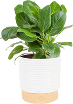 Costa Farms Ficus Audrey Live Plant in Decorative Pot, Indoor Houseplant, Perfect for Home, Room, or Office Decor, Great House Warming or Birthday Gift, 12-18 Inches Tall