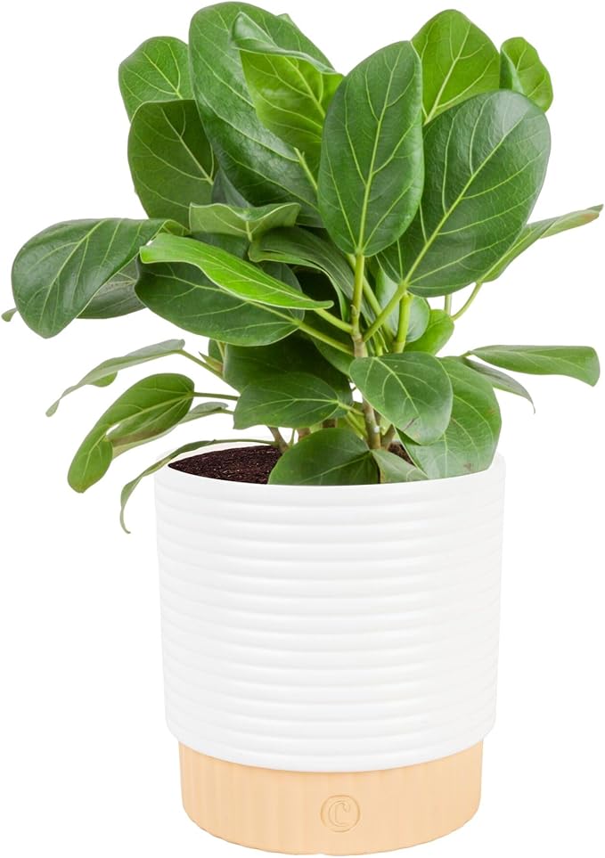 Costa Farms Ficus Audrey Live Plant in Decorative Pot, Indoor Houseplant, Perfect for Home, Room, or Office Decor, Great House Warming or Birthday Gift, 12-18 Inches Tall