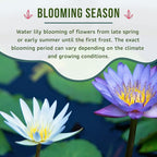 Mainam Mix Colorful Tropical Water Lily Tuber Live Aquarium Plant for Freshwater Fish Pond Balcony Buy 2 GET Fertilizer Free (White Nymphaea Kao Mongkol)