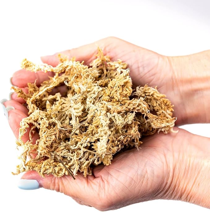 Premium Grade Sphagnum Moss by Gardenera - Organic Hand Mixed New Zealand Long Fibered Sphagnum Moss Orchid - 2 Quart