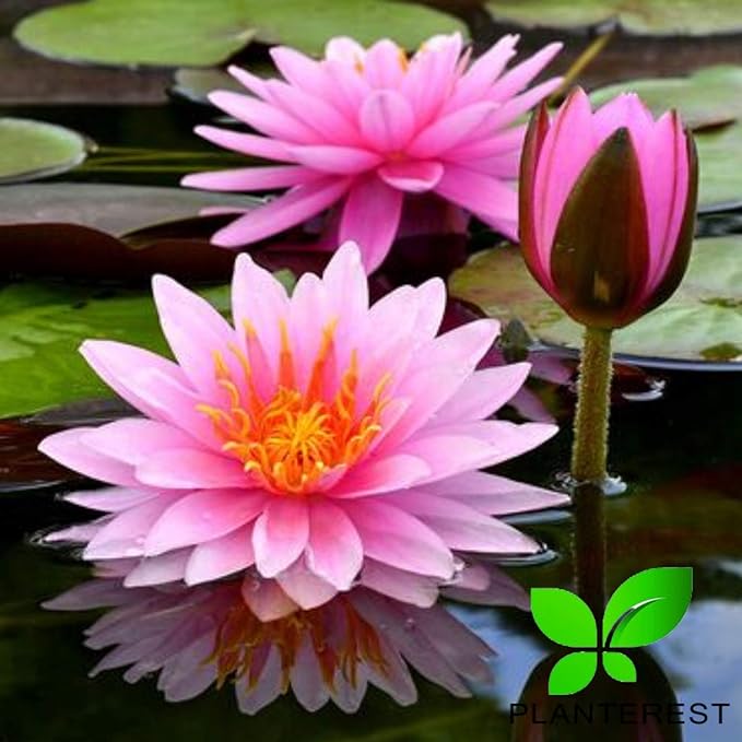 Water Lily Tuber 3 Pre-Grown Hardy Lily Rhizome Live Aquarium Plant