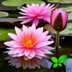 Water Lily Tuber 3 Pre-Grown Hardy Lily Rhizome Live Aquarium Plant