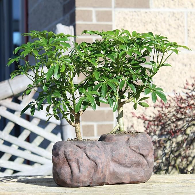 Brussel's Live Hawaiian Umbrella Indoor Bonsai Tree in Rock Pot (2 Pack) - 5 Years Old; 5" to 8" Tall