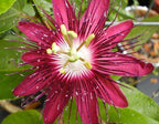 Lady Margaret Passiflora Live Plant | 5-9" Tall | Rare Raspberry Red Passion Flower Vine | Hardy Zone 8-11 | Fast-Growing Indoor/Outdoor Patio Climber | Exotic Hummingbird Attractor