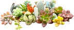 10 Mini Assorted Live Succulent Cuttings, No 2 Succulents Alike, Great for Terrariums, Miniature Gardens, and as Starter Plants. Live Succulents Plants for DIY Projects and Home Decor (10, Mini)