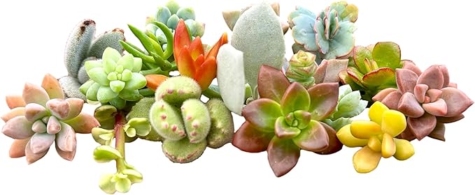 10 Mini Assorted Live Succulent Cuttings, No 2 Succulents Alike, Great for Terrariums, Miniature Gardens, and as Starter Plants. Live Succulents Plants for DIY Projects and Home Decor (10, Mini)