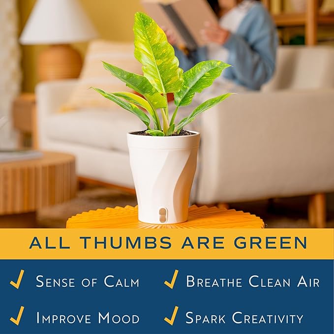 Costa Farms Philodendron Ring of Fire Live Plant in Self Watering Pot, Air Purifying Indoor Houseplant, Home, Room, or Office Decor, House Warming or Birthday Gift, 12-18 Inches Tall
