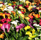 Rare 100Pcs White Pink Red Purple Calla Lily Seeds Beautiful Flowers Mix Color Perennial Plant Planting for Outdoor Indoor Bonsai