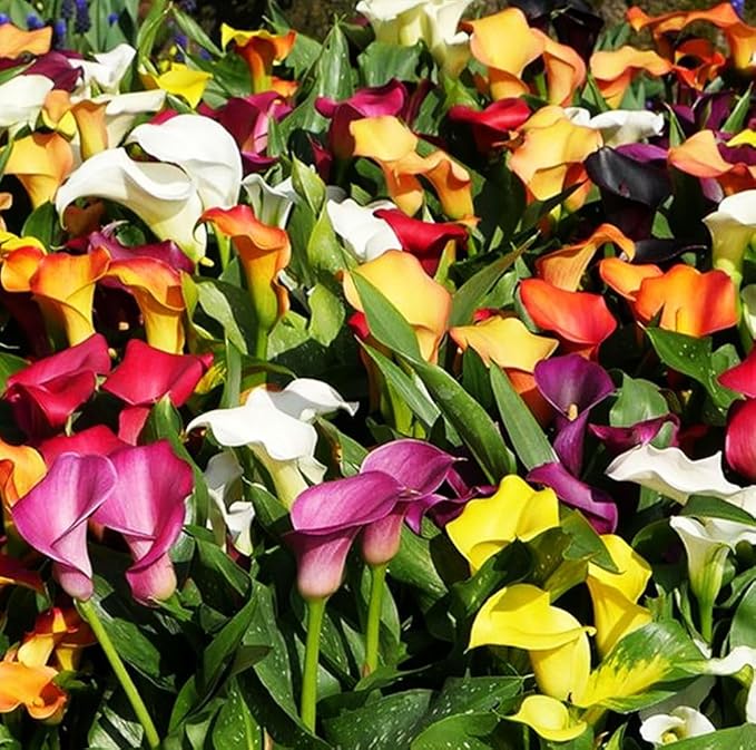 Rare 100Pcs White Pink Red Purple Calla Lily Seeds Beautiful Flowers Mix Color Perennial Plant Planting for Outdoor Indoor Bonsai