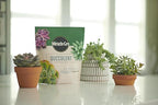 Miracle-Gro Succulent Potting Mix - Potting Soil Mix for Indoor Succulents, Aloe Vera and More, Made with Miracle-Gro Plant Food, 4 qt. (3-Pack)