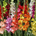Grower Special Mix Gladiolus Flower Bulbs - 100 Bulbs Assorted Colors - Make Great Cut Flowers - Perennializing - Fragrant - Vibrant Color Mix - Live Plant Outdoor Garden