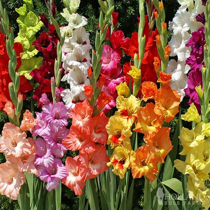 Grower Special Mix Gladiolus Flower Bulbs - 100 Bulbs Assorted Colors - Make Great Cut Flowers - Perennializing - Fragrant - Vibrant Color Mix - Live Plant Outdoor Garden