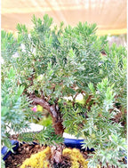 Live Dwarf Juniper Bonsai Tree | Indoor/Outdoor | 100% Handcrafted| Home and Office Décor | Best Gift for Holiday (M)