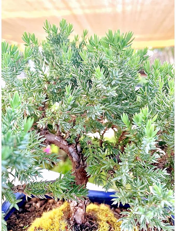 Live Dwarf Juniper Bonsai Tree | Indoor/Outdoor | 100% Handcrafted| Home and Office Décor | Best Gift for Holiday (M)
