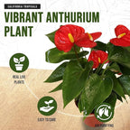 Anthurium Red 6 Inch Pot - Live House Plants Indoor,for Easy Care, Perfect for Office, Home & Flamingo Decor, Real Plant, Plant Gift, Flowering Plants, Sympathy Flowers Sold by California Tropicals