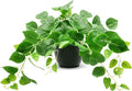 Tiita 1 Pack Fake Plants Artificial Scindapsus Aureus in Pots, Realistic Fake Greenery Potted Plants for Home Office Desk Window Sill Bathroom Bedroom Outdoor Indoor