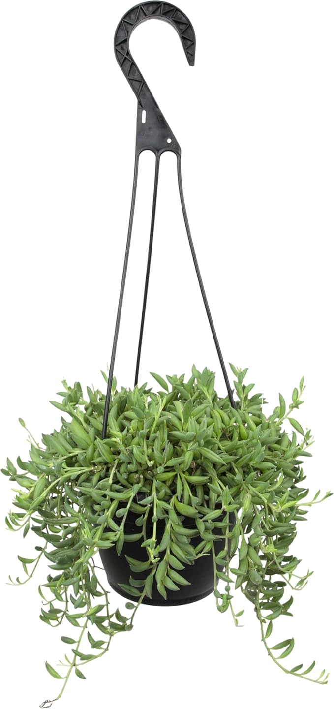 String of Bananas Succulent Plant Decor Hanging Basket, Real Succulents & Houseplants for Home or Office, Senecio Radicans, Unique House Plants