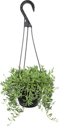 String of Bananas Succulent Plant Decor Hanging Basket, Real Succulents & Houseplants for Home or Office, Senecio Radicans, Unique House Plants