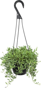 String of Bananas Succulent Plant Decor Hanging Basket, Real Succulents & Houseplants for Home or Office, Senecio Radicans, Unique House Plants