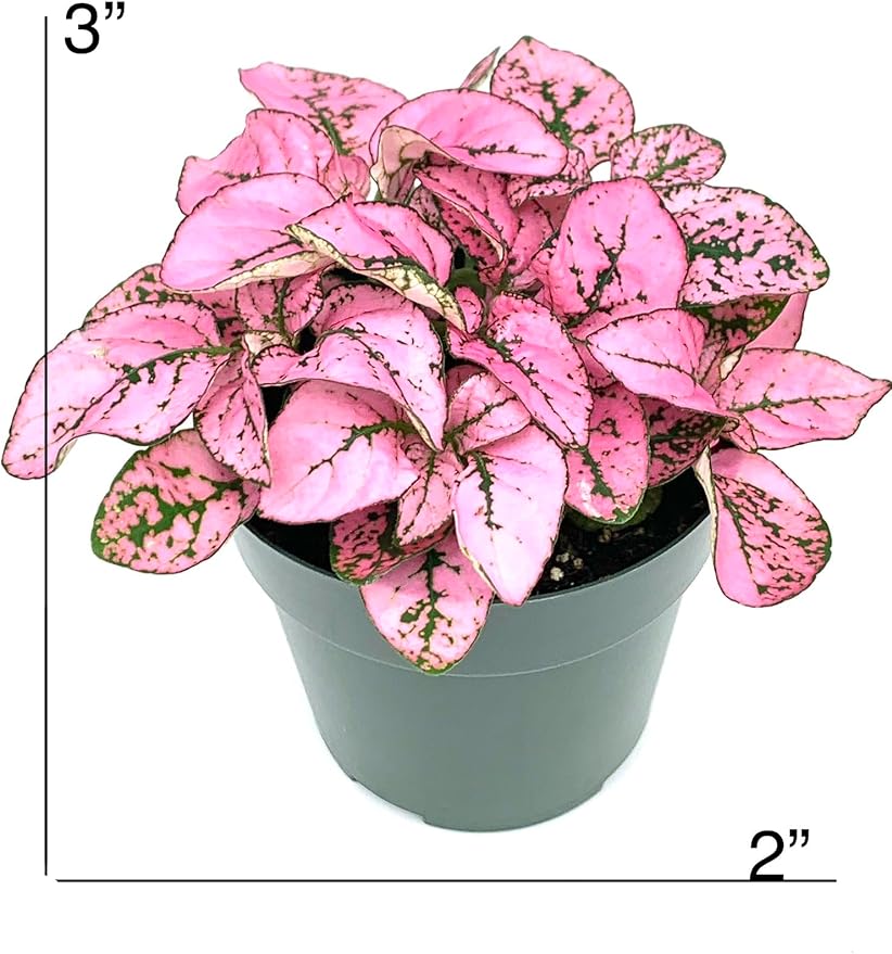 Hypoestes Pink Splash Live Potted House Plants Air Purifying in 2" Pot