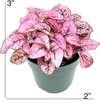 Hypoestes Pink Splash Live Potted House Plants Air Purifying in 2" Pot