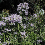 Chalily Water Aster, a Great Live Pond Plant for Your Water Garden. Filters The koi and Goldfish Pond. Good for Bogs, Plant Shelf or Shallow Water This marginal Aquatic is a Real Beauty