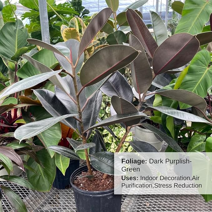 Eureka Farms Ficus Burgundy Bush – Live Rubber Tree Plant, Low Maintenance Indoor Tropical Houseplant with Rich Red & Green Foliage, Perfect for Home & Office Decor