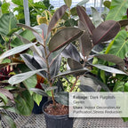 Eureka Farms Ficus Burgundy Bush – Live Rubber Tree Plant, Low Maintenance Indoor Tropical Houseplant with Rich Red & Green Foliage, Perfect for Home & Office Decor