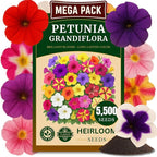 5500+ Petunia Seeds, Pack for 2026 USA Premium Non-GMO Flower Seeds Mixed Rainbow Color, Bonsai, Grandiflora Flowers, Pollinator Garden, Open Pollinated, Indoor and Outdoor