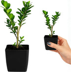 MyShelfie - Bonsai Starter Tree Plant Gift, Japanese Boxwood Topiary Evergreen Shrub Hedge, 2 in Pot