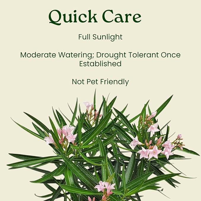 Oleander Bush - Petite Pink - Flowering Plant Live - Overall Height 26" to 30" - Tropical Plants of Florida (Plant Only)