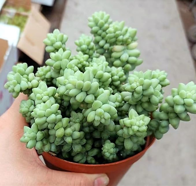 Sprout N Green Donkey's Tail, Live Sedum Morganianum-Burro's tail Succulent in 4" Pot, Trailing Plant for Home Office Indoor Outdoor Hanging Decor, DIY Project, Party Favor, Pet Friendly, Easy to Care