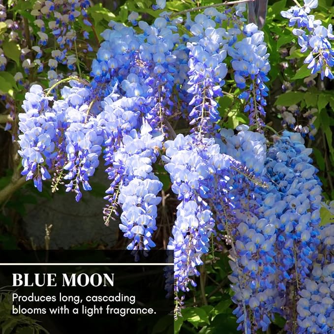 Blue Moon Wisteria Live Tree Seedling – 1 Healthy Plant for Planting – Fast-Growing Vine with Fragrant Lavender-Blue Blooms – Ideal for Trellises, Arbors, and Garden Landscaping