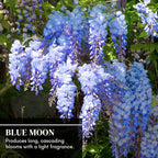 Beautiful Blue Moon Wisteria, Vine Plant, Attracts Hummingbirds, Potted Plant Fragrant Flowrs, in Dormancy (1-2 Feet). not for Sale California