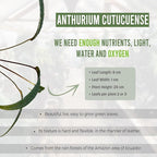 LEAL PLANTS ECUADOR Anthurium Cutucuense| Exotic Green Indoor Houseplant | Rare Anthurium Live Plant for Home Decor | Low Maintenance Tropical Plant for Living Room | Unique Heart-Shaped Foliage