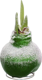 Snow Flecked Waxed Amaryllis Bulb – Green Wax with Red Blooms – Live Holiday Gift Plant, Easy Care, No Watering Needed