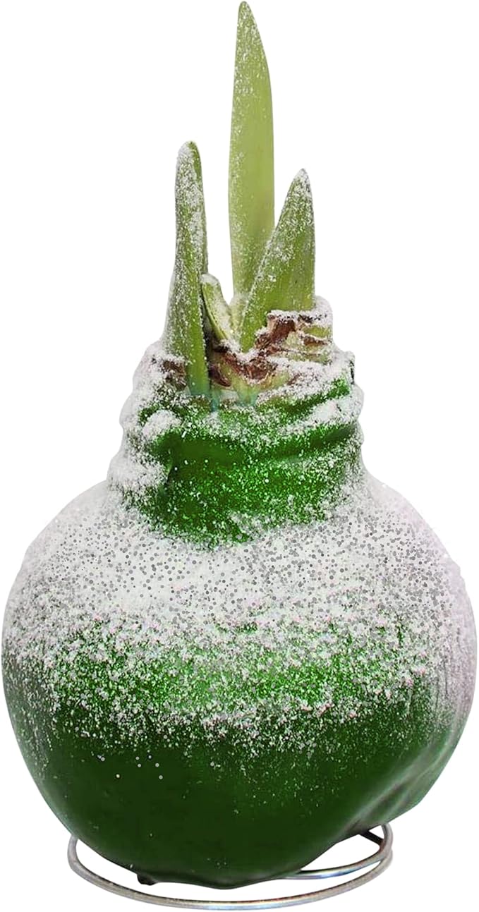 Waxed Amaryllis Bulb - Valentine's Red - Easy Care, No Watering Needed - Beautiful Live Décor & Snow Flecked Waxed Amaryllis Bulb - Green, Easy Care - No Watering Needed! Beautiful Live Decor