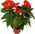Anthurium Red 6 Inch Pot - Live House Plants Indoor,for Easy Care, Perfect for Office, Home & Flamingo Decor, Real Plant, Plant Gift, Flowering Plants, Sympathy Flowers Sold by California Tropicals