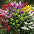 Random Butterfly Bush Live Shrub Plant Shrub, Buddleia Bush Well Rooted, 5 to 10 Inc Tall