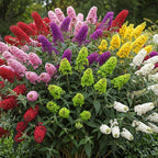 Random Butterfly Bush Live Shrub Plant Shrub, Buddleia Bush Well Rooted, 5 to 10 Inc Tall