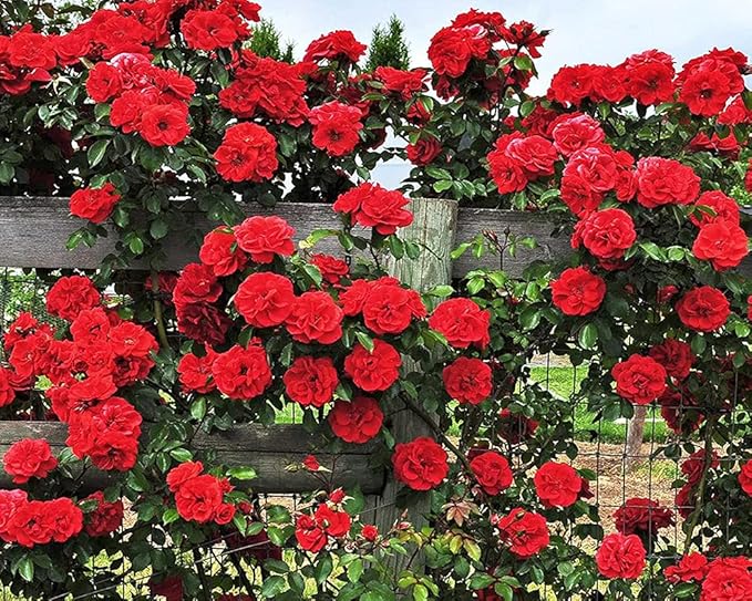 200+ Mix Climbing Rose Seeds for Planting Outdoors Ornamental Climbing Flowers Rosa Bush Vine Climber Long-Blooming