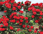 200+ Mix Climbing Rose Seeds for Planting Outdoors Ornamental Climbing Flowers Rosa Bush Vine Climber Long-Blooming