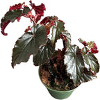 Begonia Black Magic, Begonia Rex, 4 inch Pot, Very Unique and Easy to Care Live Plant