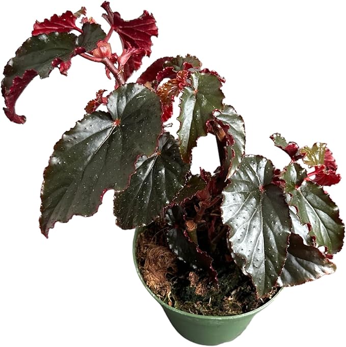 Begonia Black Magic, Begonia Rex, 4 inch Pot, Very Unique and Easy to Care Live Plant