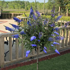 Light Blue Butterfly Bush Live Shrub Plant Shrub, Buddleia Bush Well Rooted, 5 to 10 Inc Tall